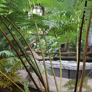 https://hale-kumu-laau-hi-96785.hotelsinhawaii.org